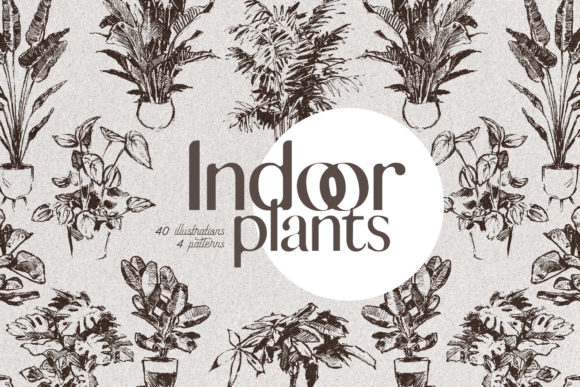 Download Indoor Plants - Home Greenery - Home Collection